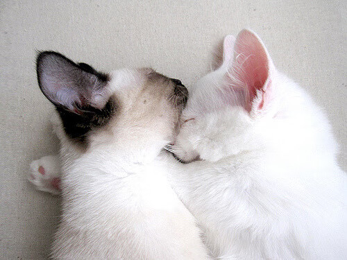 开云在线直播-WRC车队新战略布局：如何应对激烈竞争，wrc 车队