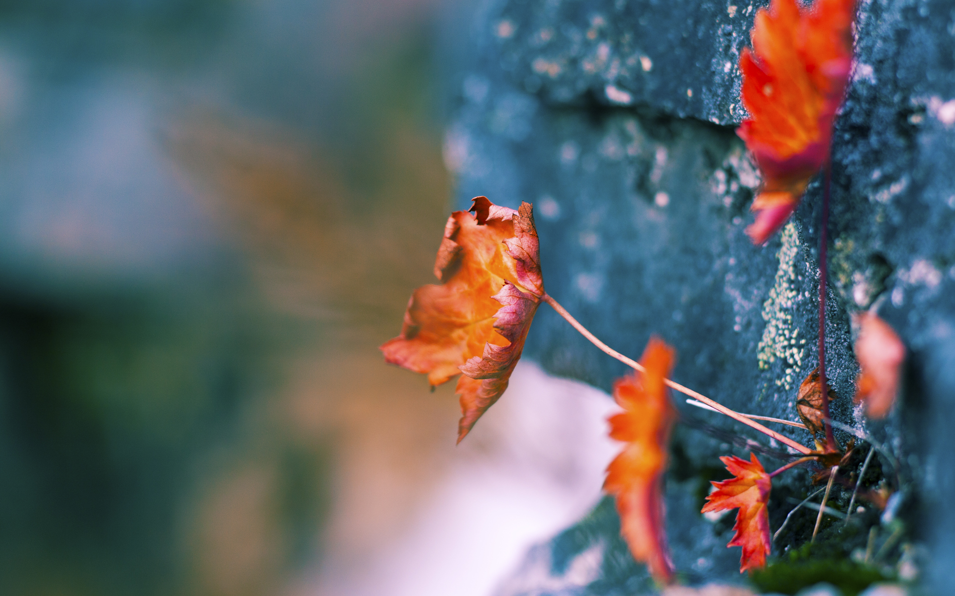 开云·体育官方网站入口-“中超豪门引援策略升级，目标直指联赛冠军”，中超豪车