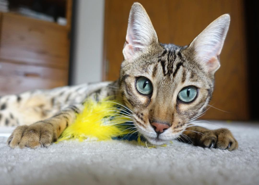 开云网页-中国足球场馆智能安检系统实现全覆盖，保障赛事安全，足球比赛场馆