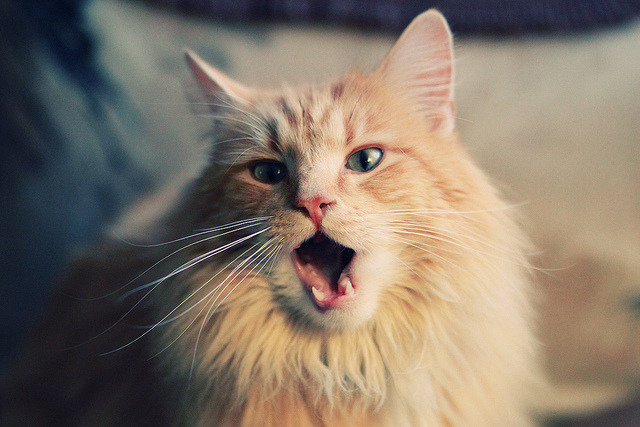 kaiyun-全国攀岩联赛：高墙之上的荣耀追逐，全国攀岩锦标赛每年举办几次